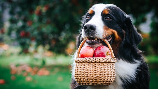 Boyero de Berna llevando una cesta de mimbre llena de manzanas.