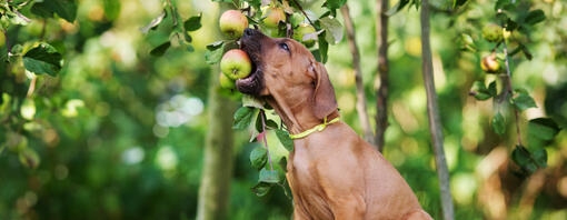 Cachorro mordiendo una manzana directamente del árbol en un jardín.