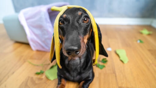 Perro salchicha con una cáscara de plátano sobre la cabeza.