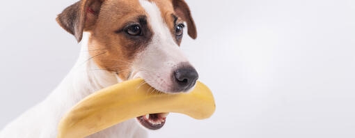 Jack Russell Terrier con un plátano en la boca.