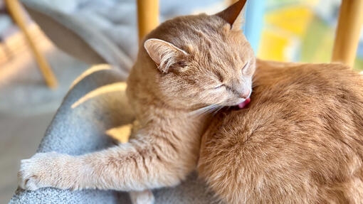 Gato naranja acicalándose y lamiendo su pelaje.