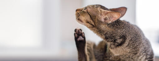 Gato rascándose la cabeza con la pata trasera.
