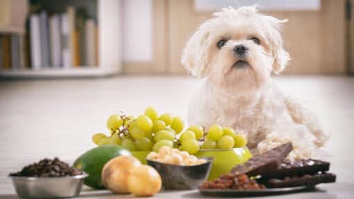 Perro pequeño junto a varios alimentos como uvas, chocolate y frutos secos.