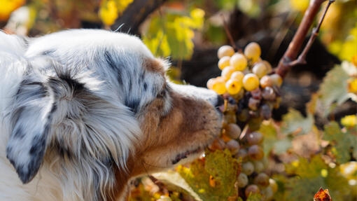 Perro olfateando racimo de uvas en una viña durante el otoño.