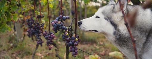 Husky blanco y gris oliendo racimos de uvas en el campo.