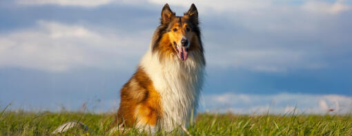 Perro border collie de pelaje largo marrón y blanco sentado en un prado con cielo azul de fondo