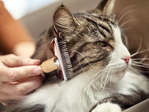 ¿Qué son los alérgenos de los gatos?