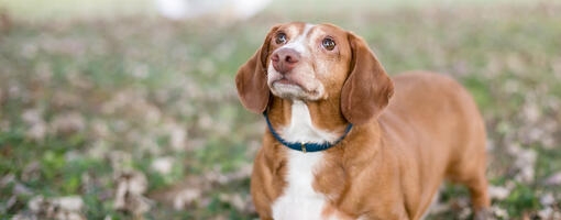 Perro pequeño marrón mirando hacia arriba mientras está de pie sobre hojas en el suelo.