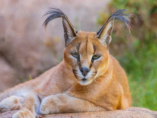 Caracal descansando sobre una roca, con sus distintivos mechones negros en las orejas.