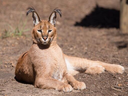 Caracal tumbado sobre el suelo, descansando bajo el sol con sus característicos mechones negros en las orejas.
