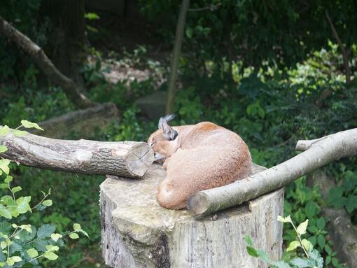 Caracal dormido sobre un tronco, enroscado y descansando en un entorno natural.