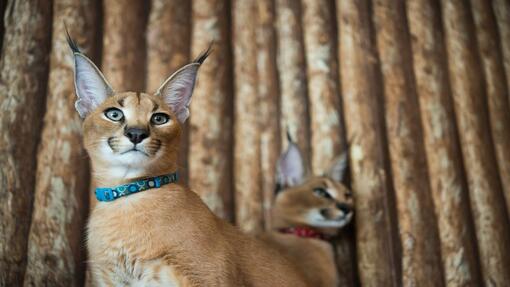 Dos jóvenes caracales con collares, uno en primer plano mirando a cámara y otro acostado al fondo.