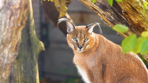 Caracal adulto entre ramas, mirando fijamente a cámara con sus característicos pinceles negros en las orejas.