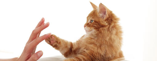 Persona tocando a un gato