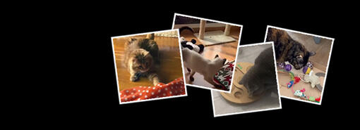 mosaico de fotos con gatos jugando