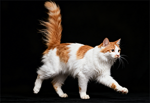 gato-jugando-en-fondo-negro-pelaje-blanco-y-naranja-cola-erguida-movimiento-dinamico_mobile