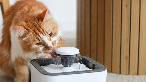 Por qué es importante una buena hidratación en tu gato