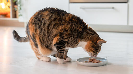 Alimentos complementarios como solución inteligente para mantener a tu gato hidratado