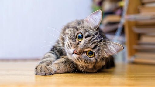 Cómo mejorar el aliento de tu gato en casa