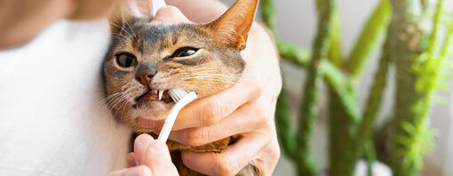 ¿Cada cuánto se debe cepillar los dientes a un gato?