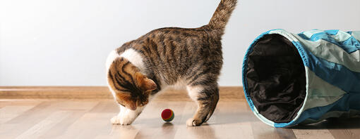 Cómo entretener a un gato: 5 ideas fáciles para casa
