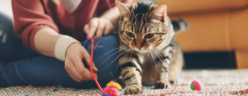 ¿Cómo jugar con tu gato correctamente?