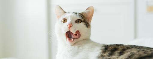 ¿Es normal que mi gato tenga mal aliento? Cómo saberlo y prevenirlo