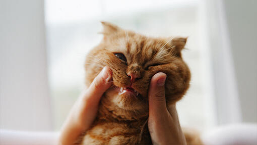 ¿Es normal que mi gato tenga mal aliento? Cómo saberlo y prevenirlo