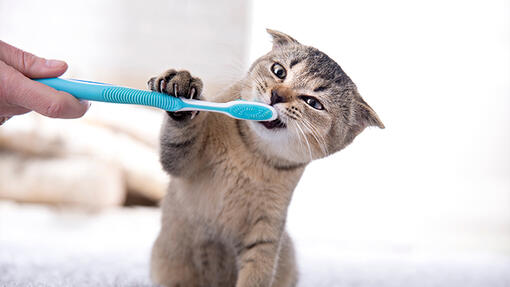 ¿Es normal que mi gato tenga mal aliento? Cómo saberlo y prevenirlo