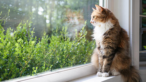 Cómo entretener a un gato cuando está solo en casa