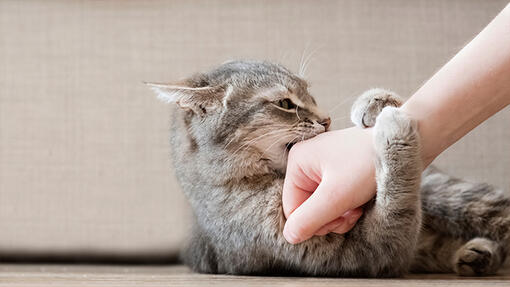 ¿Cómo jugar con tu gato correctamente?