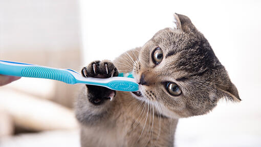 Cómo mejorar el aliento de tu gato en casa
