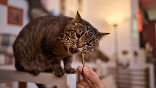 Cómo mejorar el aliento de tu gato en casa