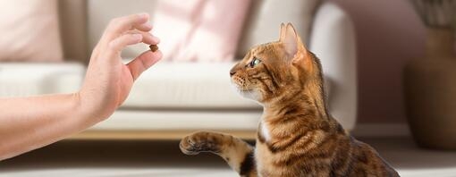 ¿Se puede adiestrar a un gato?