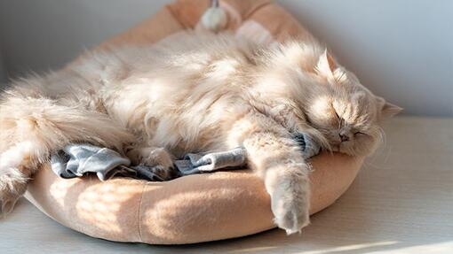 Gato durmiendo en su cama