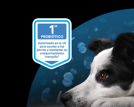 Perro de pelo largo con pelaje blanco y negro mirando a la izquierda
