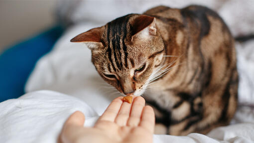 ¿Qué snacks son buenos para gatos? Cómo elegir bien sin equivocarte