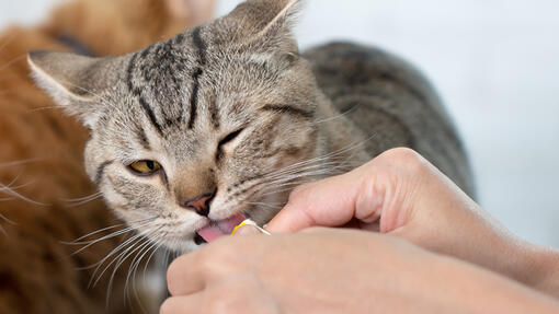 Snacks líquidos o cremosos para gatos: para qué sirven y cuándo usarlos