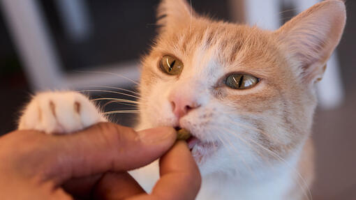 Tipos de snacks para gatos: cuál elegir según cada objetivo