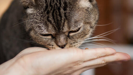 ¿Cuántos snacks puede comer un gato al día? Guía fácil para no pasarte