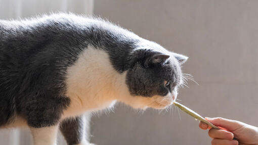 ¿Qué snacks son buenos para gatos? Cómo elegir bien sin equivocarte