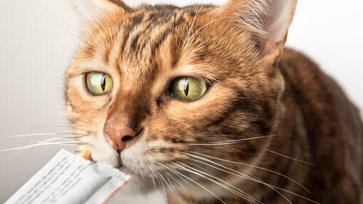 Snacks líquidos o cremosos para gatos: para qué sirven y cuándo usarlos