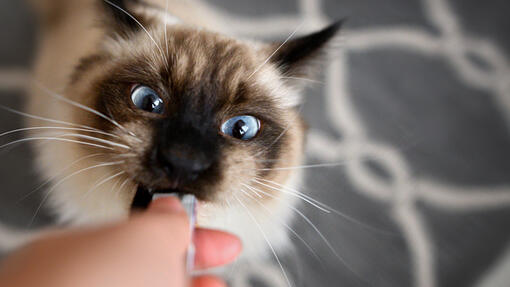 Tipos de snacks para gatos: cuál elegir según cada objetivo