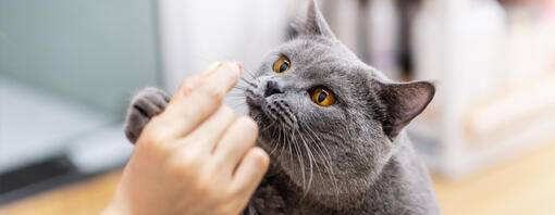 ¿Cuántos snacks puede comer un gato al día? Guía fácil para no pasarte