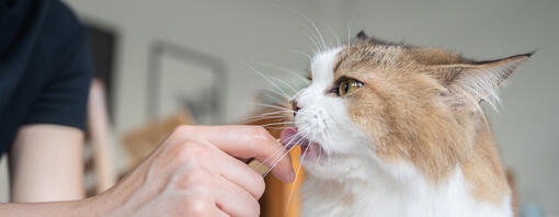 Snacks líquidos o cremosos para gatos: para qué sirven y cuándo usarlos