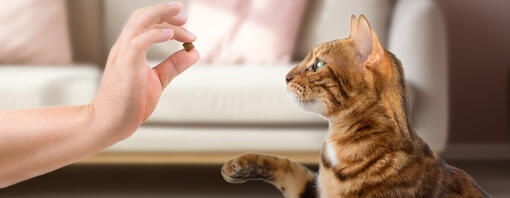 ¿Qué snacks son buenos para gatos? Cómo elegir bien sin equivocarte