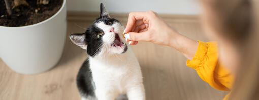 Tipos de snacks para gatos: cuál elegir según cada objetivo