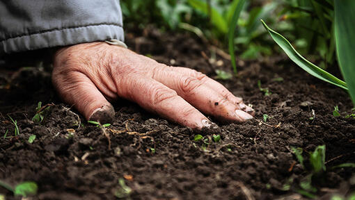Agricultura regenerativa