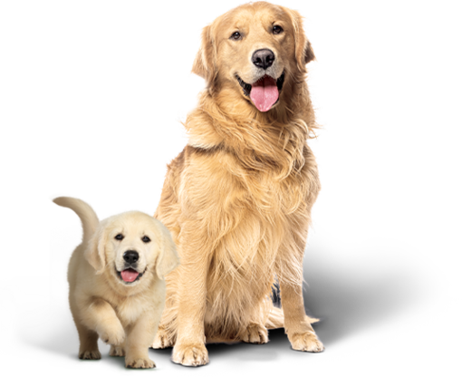 Perros