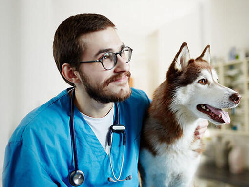Veterinario con un Husky